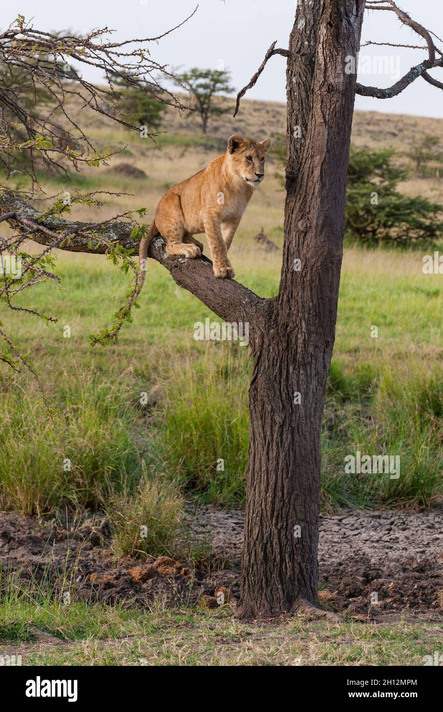 Un lion, Panthera leo, assis sur une branche d'arbre. Banque D'Images