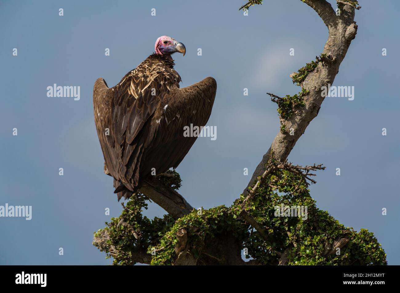 Un vautour à lanpette, Torgos tracheliotus, perche sur la branche d'un arbre.Réserve nationale de Masai Mara, Kenya, Afrique. Banque D'Images