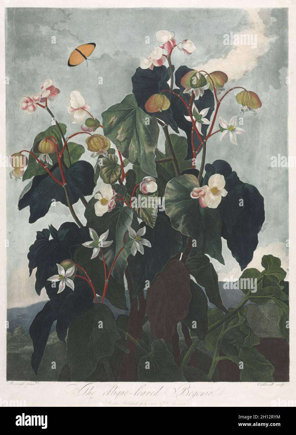 Le Temple de la flore, ou le jardin de la nature : la Begonia obique-leaved, 1800.James Caldwall (britannique, 1739-AFT 1789), Robert John Thornton (britannique, 1768-1837).Aquatinte, crépi et gravure au trait, imprimé en couleurs et fini à la main; Banque D'Images