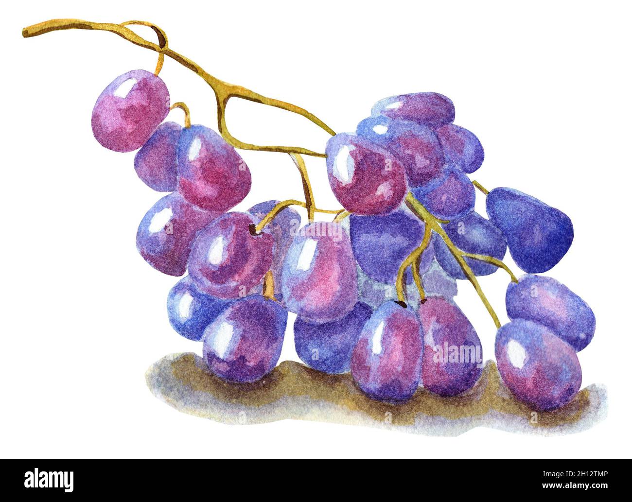 Un bouquet de raisins violets.Récolte.Baies.Illustration aquarelle isolée sur fond blanc.Dessiné à la main. Banque D'Images