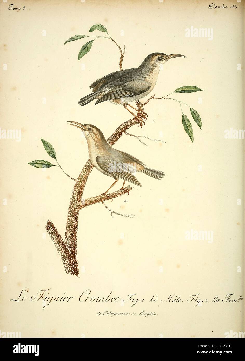 Figbird, illustration du XVIIIe siècle Banque D'Images