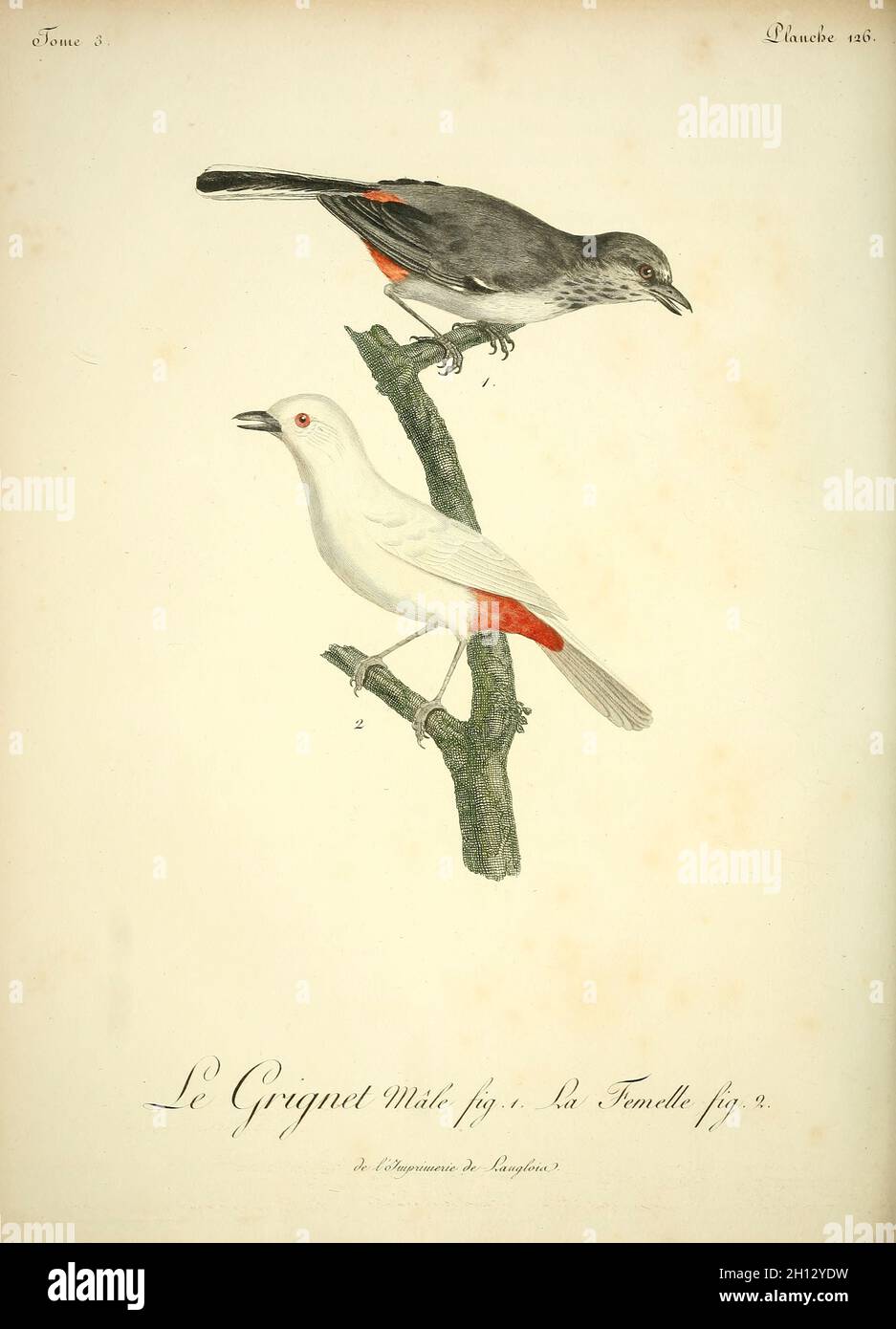 Grignet, illustration du XVIIIe siècle Banque D'Images