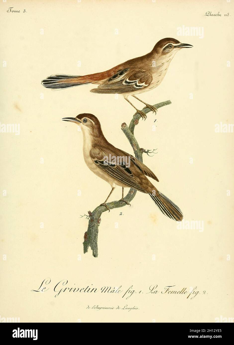 Grivetin, illustration du XVIIIe siècle Banque D'Images