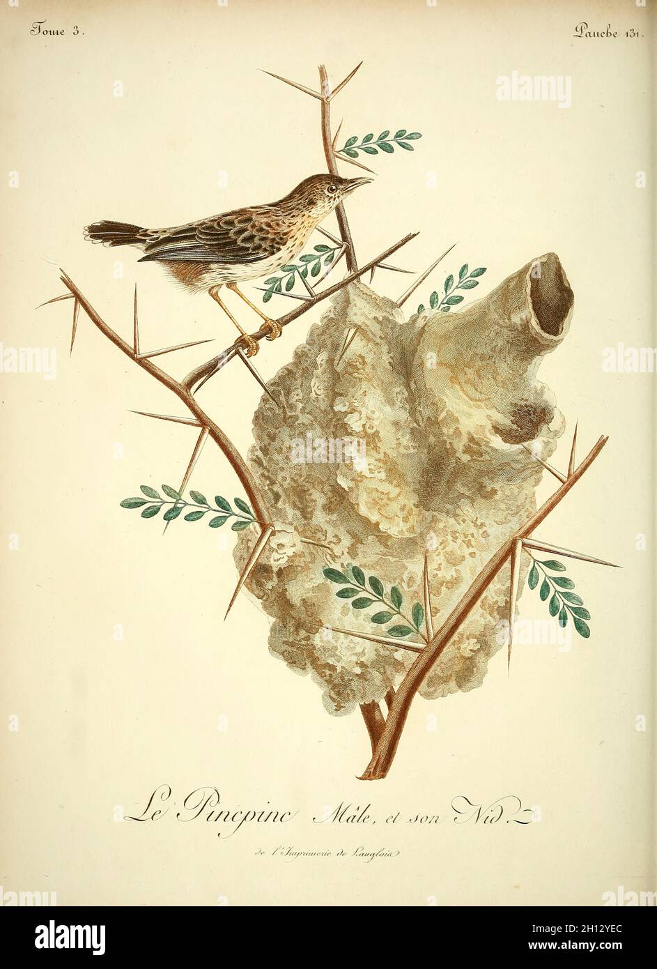 Cloud cisticola, illustration du XVIIIe siècle Banque D'Images