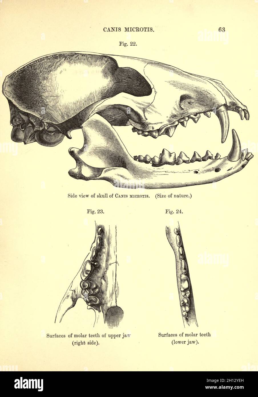 Crâne du chien à oreilles courtes, illustration du XIXe siècle Banque D'Images