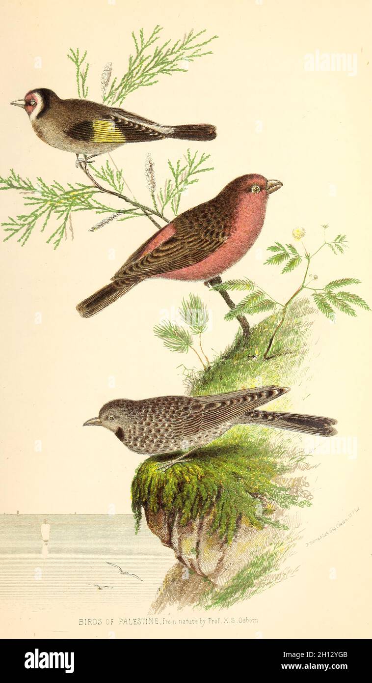 Oiseaux de Palestine, illustration du XIXe siècle Banque D'Images