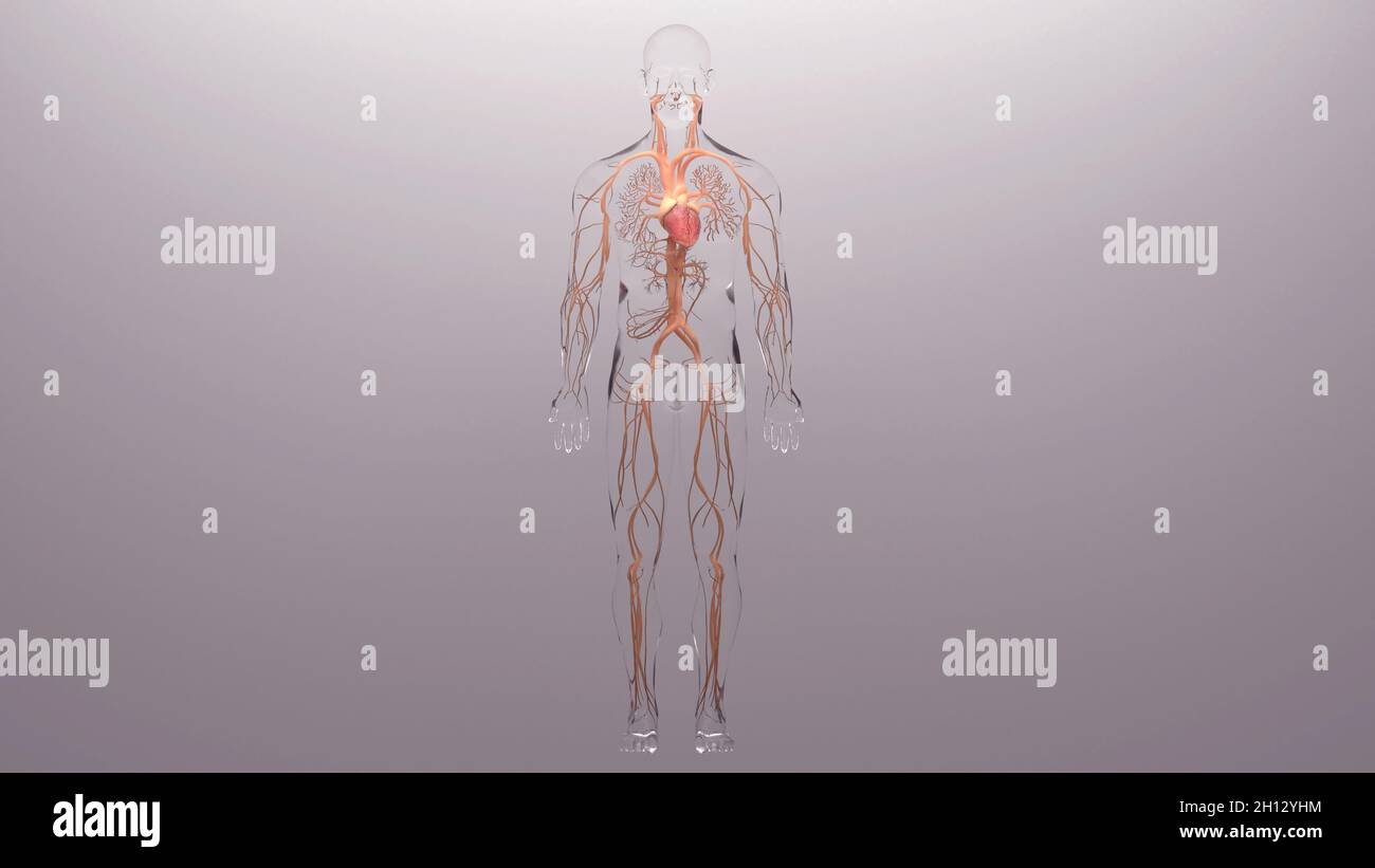 Cœur et système circulatoire, illustration Banque D'Images