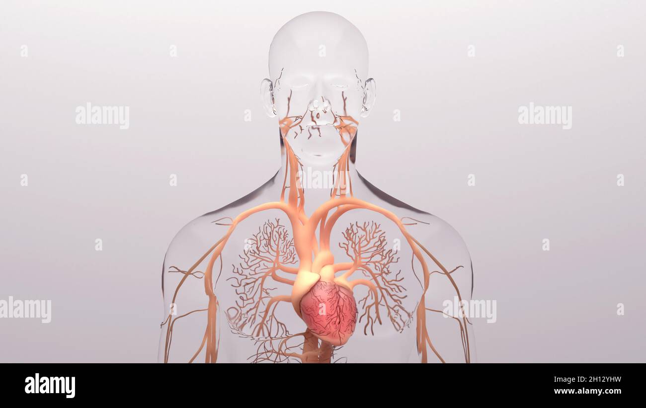Cœur et système circulatoire, illustration Banque D'Images