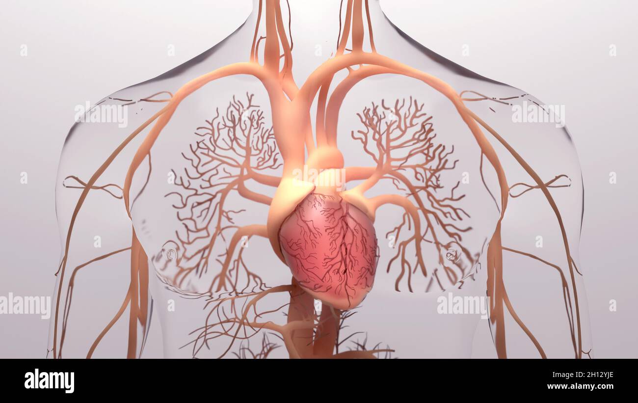 Cœur humain et système circulatoire, illustration Banque D'Images