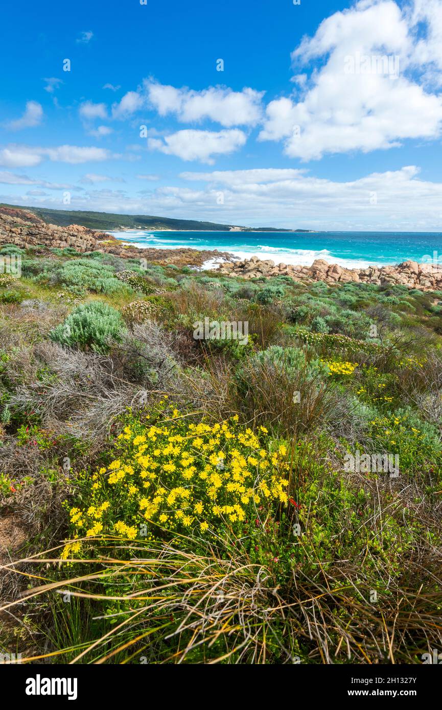Vue verticale de fleurs sauvages jaunes vives au printemps le long de la côte pittoresque près de Yallingup, parc national de Leeuwin-Naturaliste, Australie occidentale, Banque D'Images