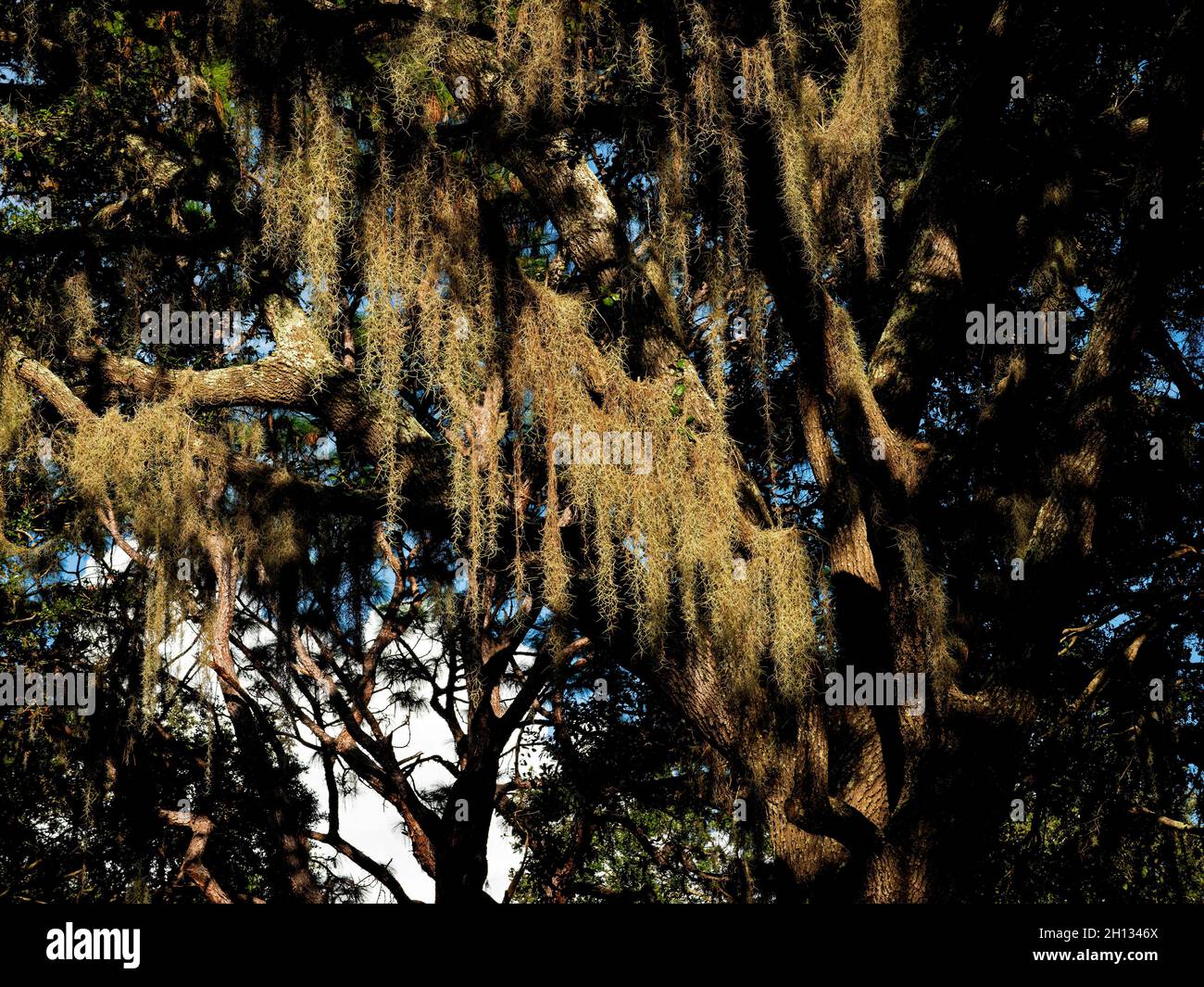 Spanish Moss au parc John Chestnut Sr., Floride Banque D'Images