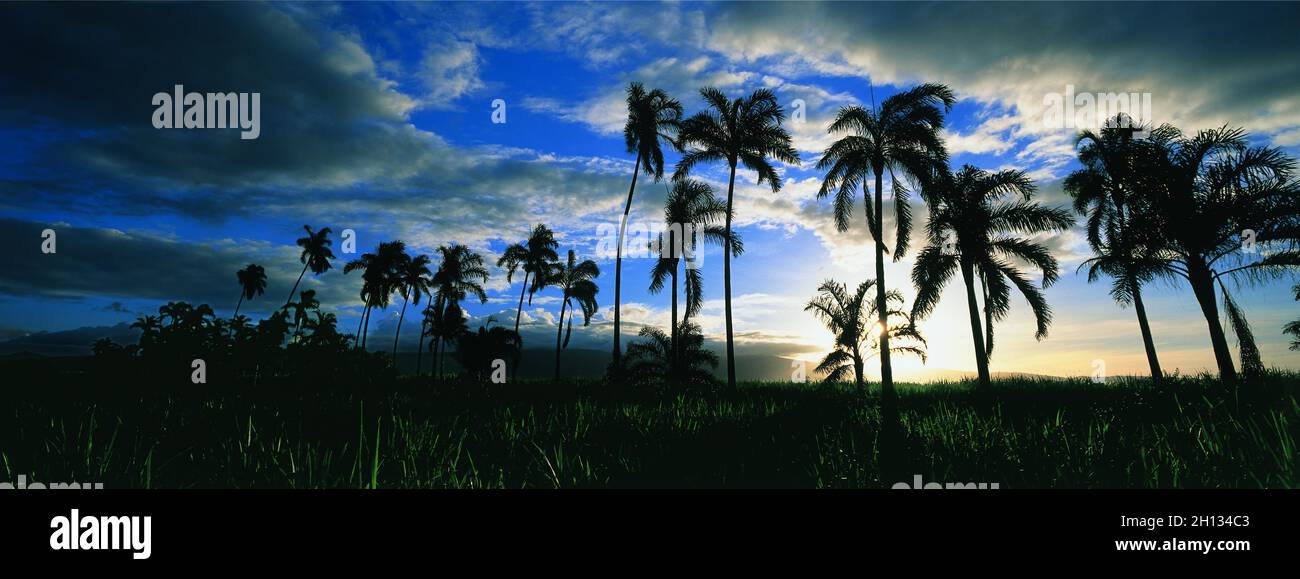 FRANCE.ILE DE LA RÉUNION.ALLÉE DES PALMIERS AU GRAND HAZIER, DANS STE SUZANNE Banque D'Images