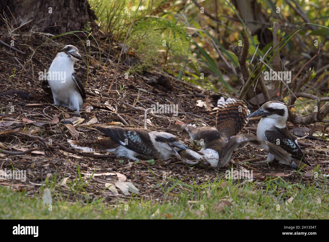 Rire Kookaburras (Dacelo novaeguineae) ayant un combat territorial sur le terrain en Australie Banque D'Images