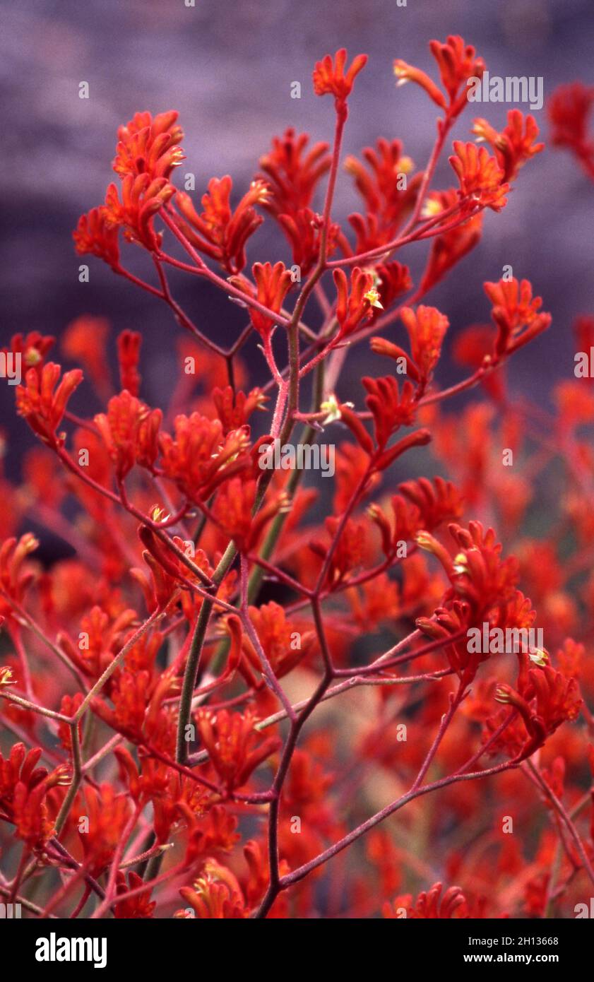 GROS PLAN DE FLEURS DE PATTE DE KANGOUROU ROUGE (ANIGOZANTHOS RUFUS) UNE PLANTE INDIGÈNE AUSTRALIENNE. Banque D'Images