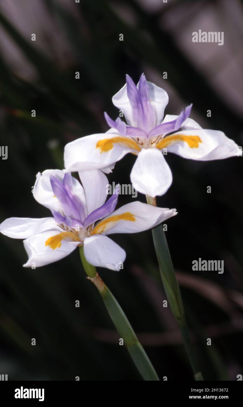 GROS PLAN DE FLEURS SAUVAGES DE L'IRIS (DIETES GRANDIFLORA) ÉGALEMENT CONNU SOUS LE NOM D'IRIS AFRICAIN, CAP, FÉE OU PAPILLON. Banque D'Images