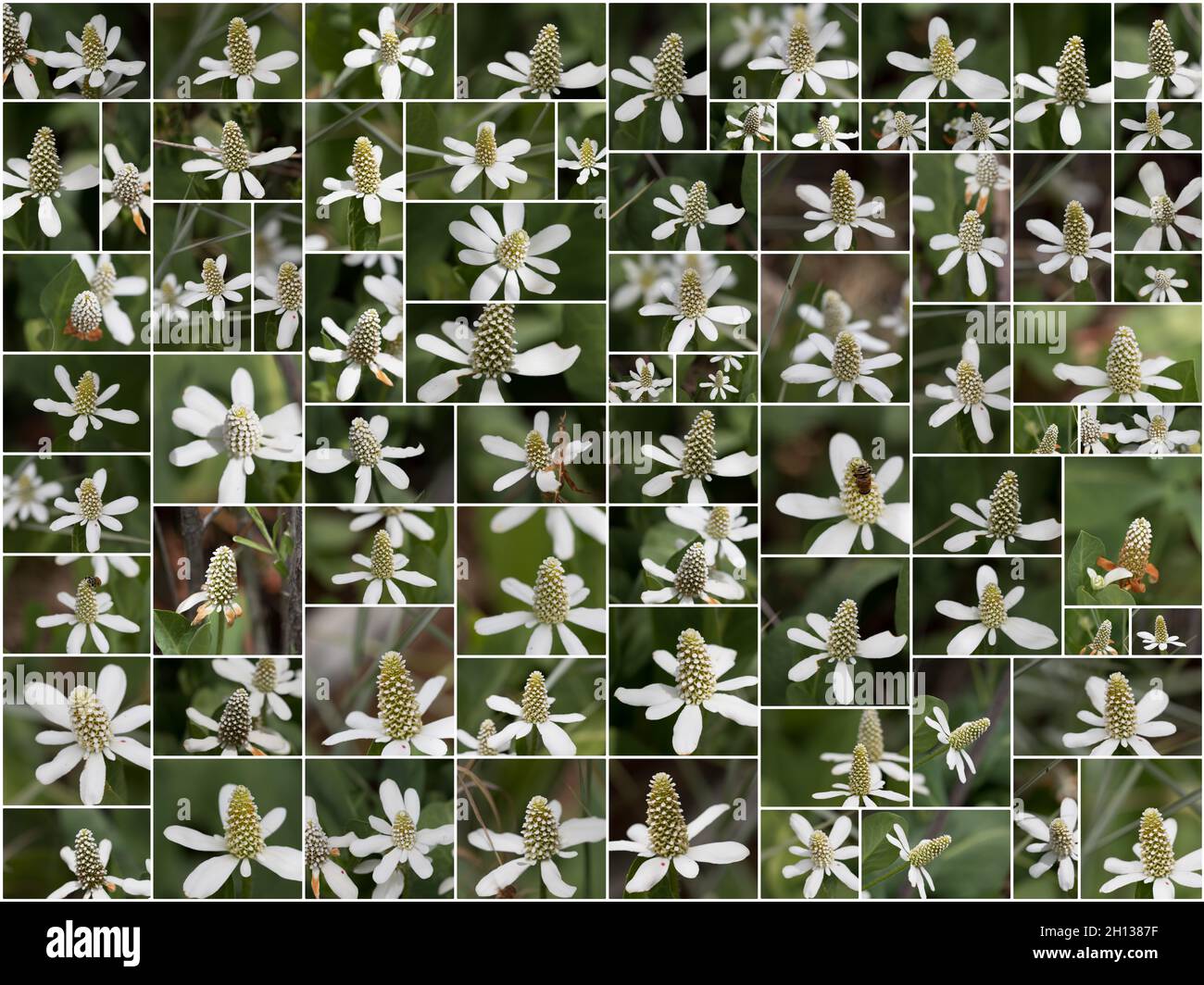 Collage de pointes de fleurs blanches sur Yerba Mansa, Anemopsis californica, Saururaceae, originaire du désert de Mojave du Sud, Springtime 2021 Banque D'Images