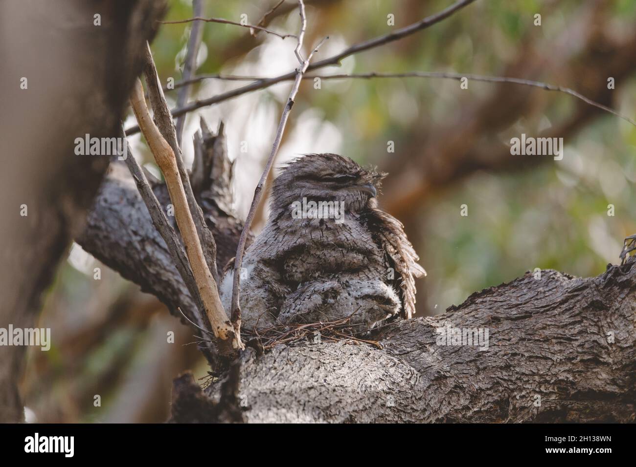 Un bébé tireur de grenouille de Tawny niché à côté de son parent dans un nid d'arbre fourchette. Banque D'Images