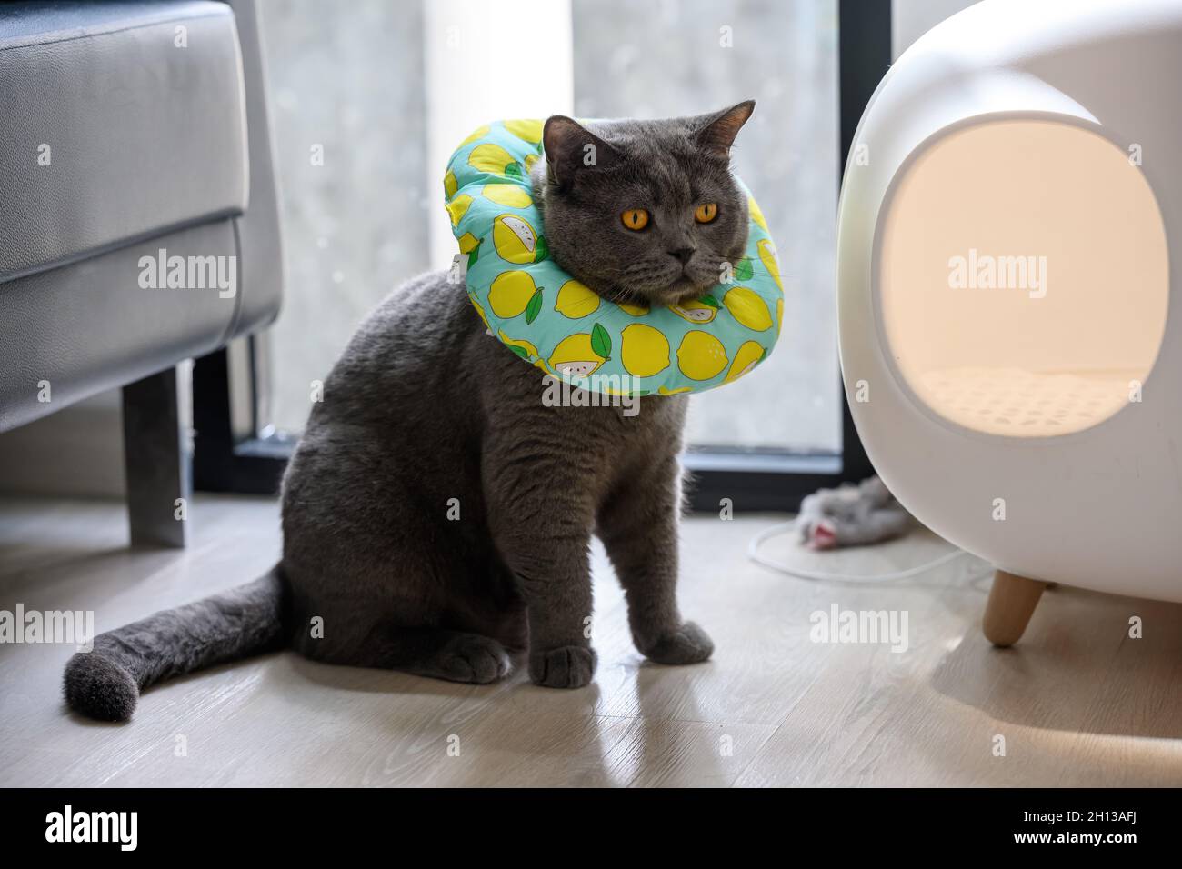 Jeune Chat Noir En Position Assise Avec Un Collier Sur Le Cou Pour Empecher Le Chat De Lecher Le Chat Bleu Britannique Shorthair Avec Un Thair Chiffon Vert De Thou Photo Stock