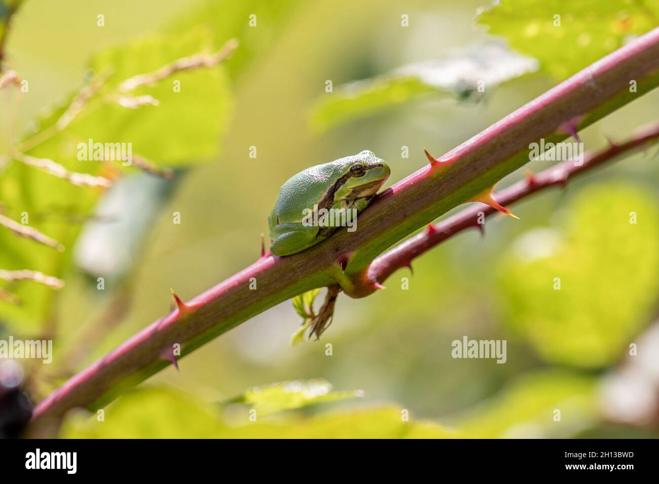 Treefrog sur blackberry Bush, Brabant Nord, pays-Bas Banque D'Images