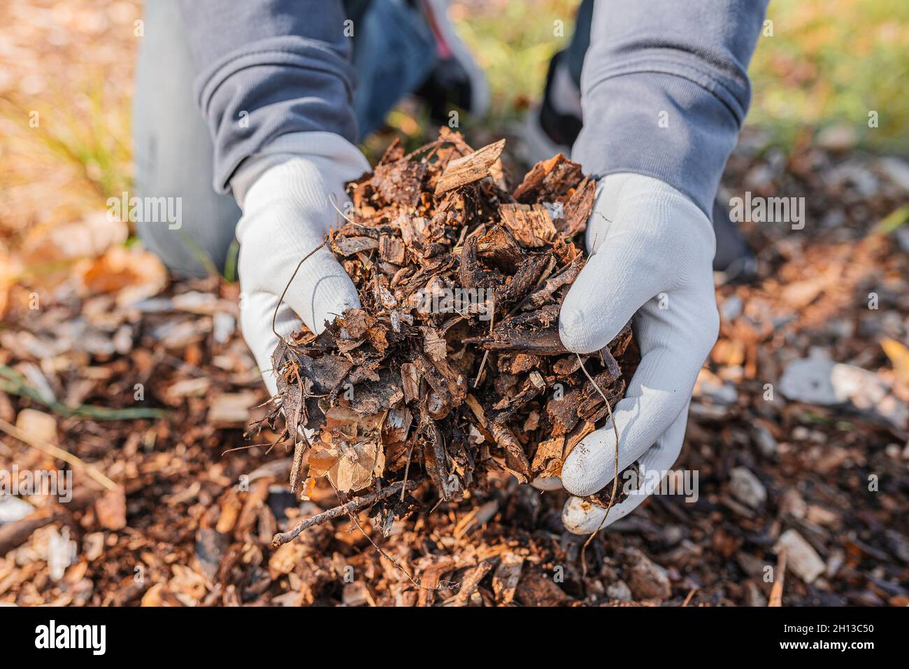 mains homme de jardinage gants montrent la qualité de sciure de bois paillis ou de déchets organiques pourris sur le tas de compost Banque D'Images