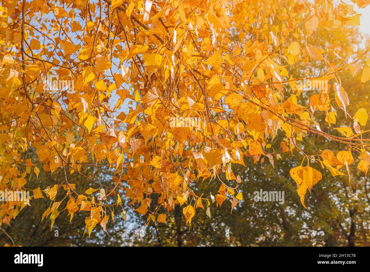 Feuillage jaune sur la couronne d'un peuplier faux-tremble sur fond de ciel ensoleillé. L'automne laisse le fond Banque D'Images Feuillage jaune sur la couronne d'un peuplier faux-tremble sur fond de ciel ensoleillé. L'automne laisse le fond Banque D'Images
