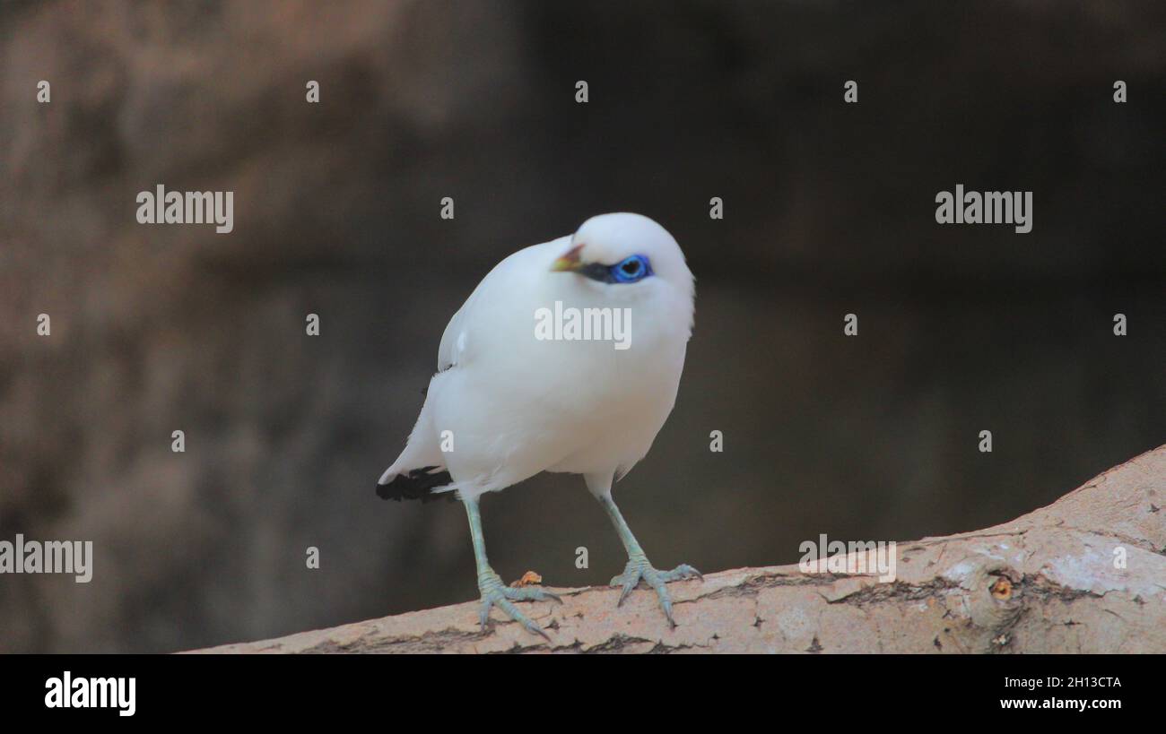 Leucopsar Rothschildi, Korkeasaari, Helsinki. Banque D'Images