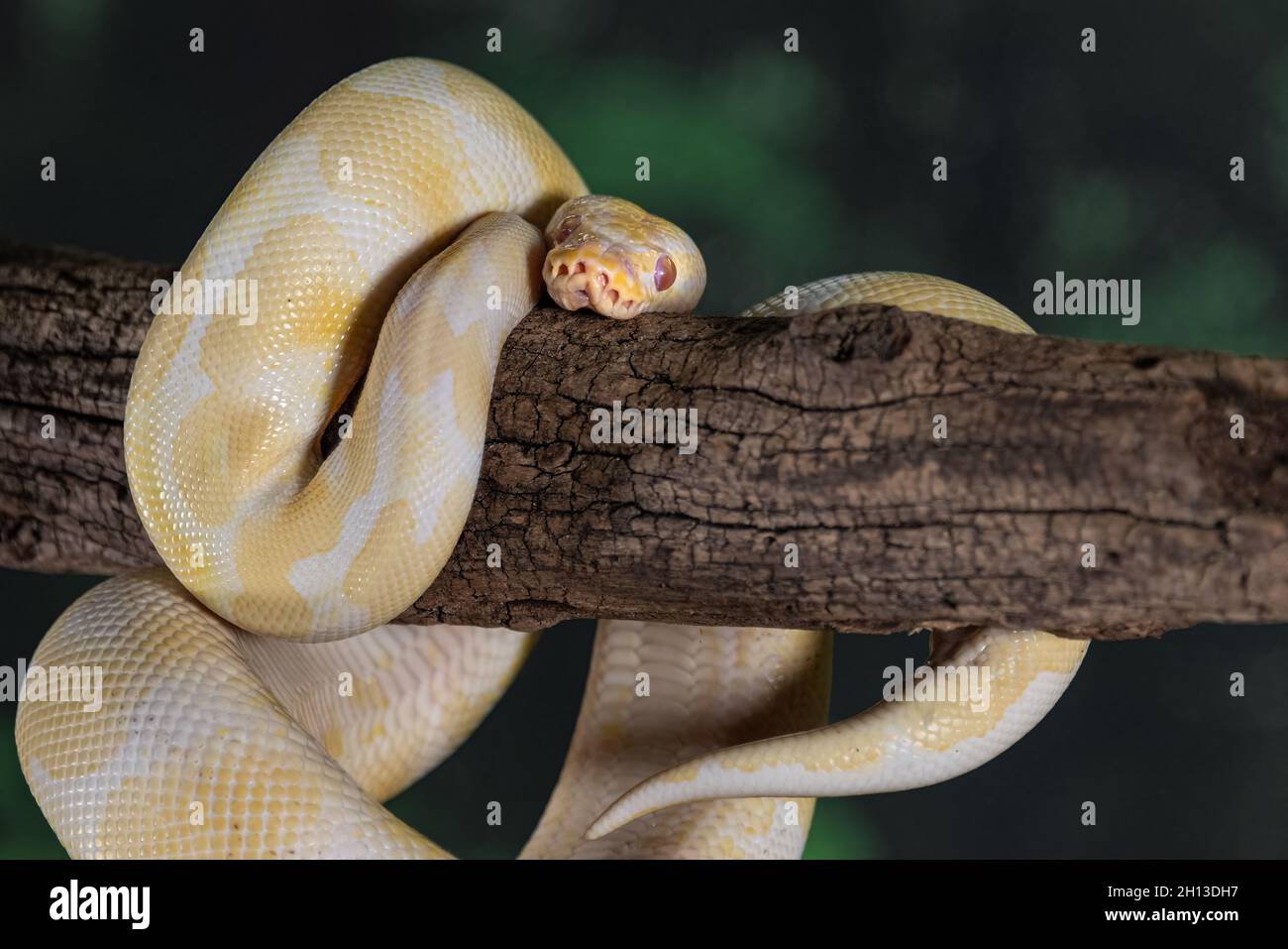 Un gros plan sur un python royal albinos s'est enroulé autour d'une ancienne branche Banque D'Images