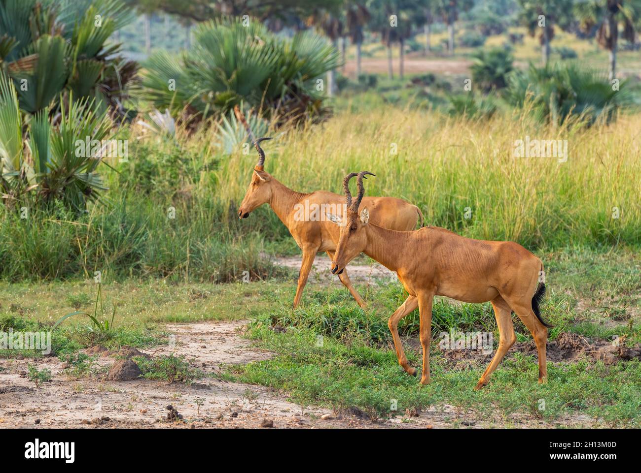 Hartebeest de Jackson - Alcelaphus buselaphus lelwel, grand antilope des savanes africaines, parc national de Murchison Falls, Ouganda. Banque D'Images