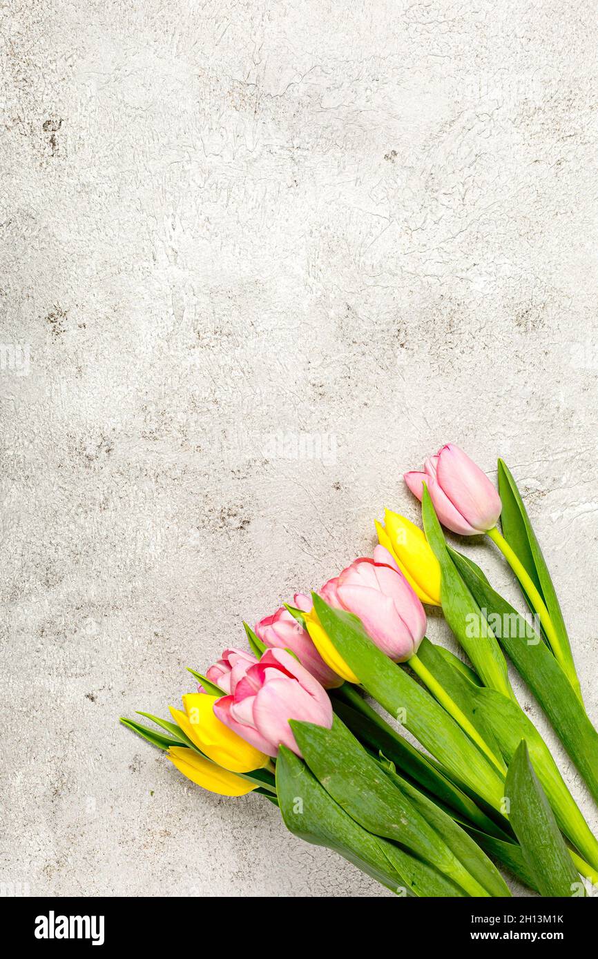 Fleurs de tulipe roses fraîches sur le mur gris ultime Banque D'Images