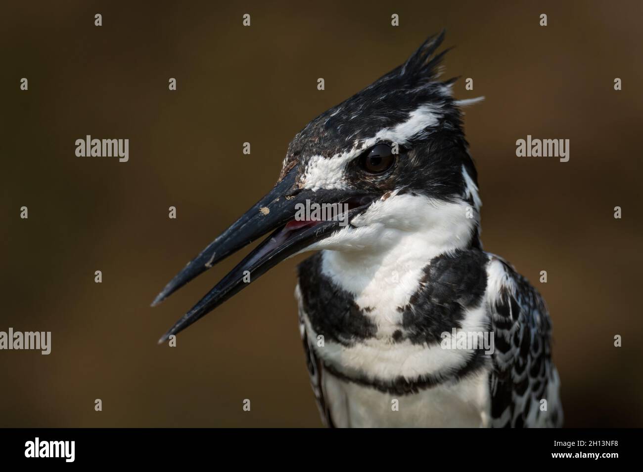 Pied Kingfisher - Ceryle rudis, magnifique grand kingfisher de mangroves et rivières africaines, Ouganda. Banque D'Images