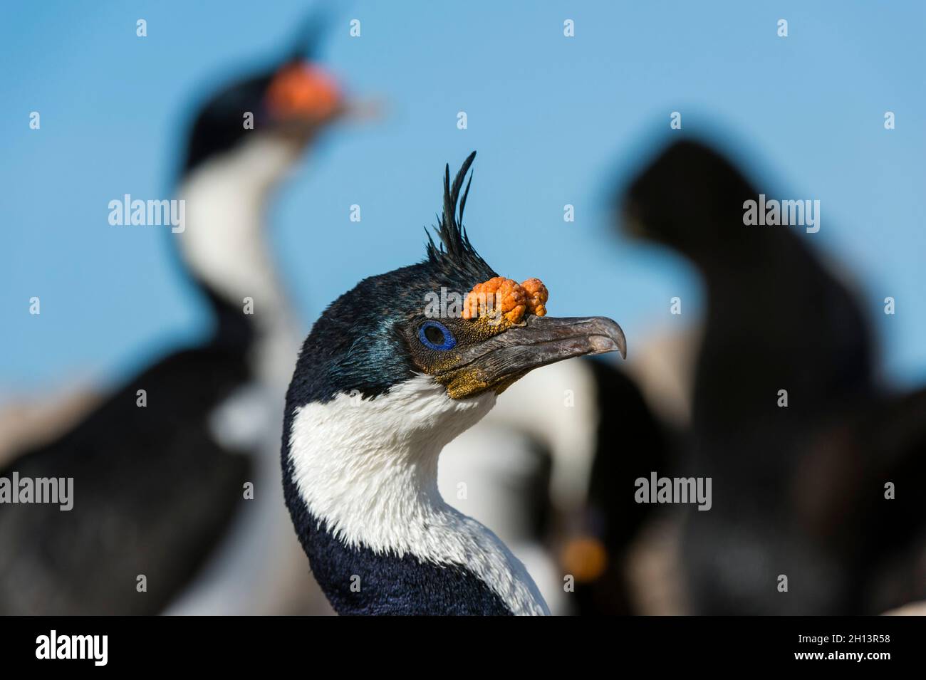 Portrait d'un cerf impérial, Leucocarbo atriceps.Pebble Island, îles Falkland Banque D'Images