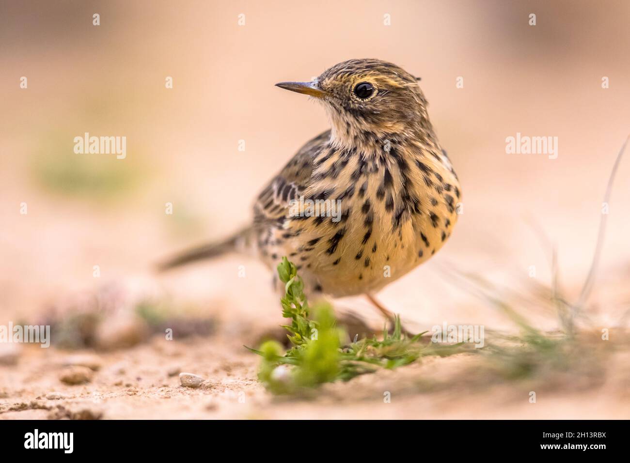Le pipit de pré (Anthus pratensis) est un petit oiseau de sérine qui se reproduit dans une grande partie du nord-ouest de l'Eurasie, du sud-est du Groenland et de l'Islande à l'est du t Banque D'Images