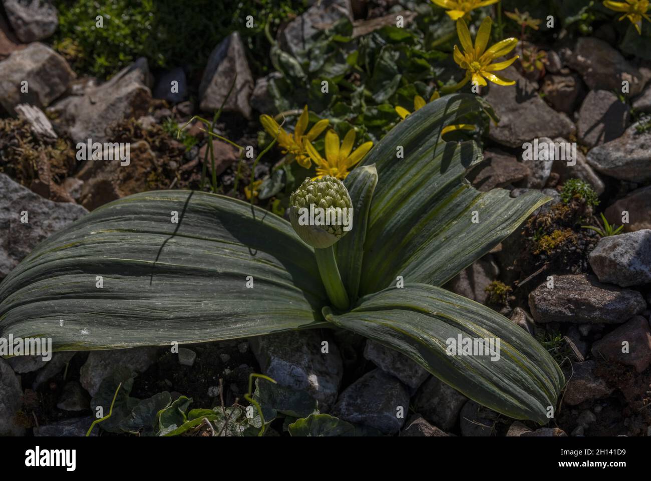 Allium carataviense 'Ivory Queen' en bouton.Jardin. Banque D'Images