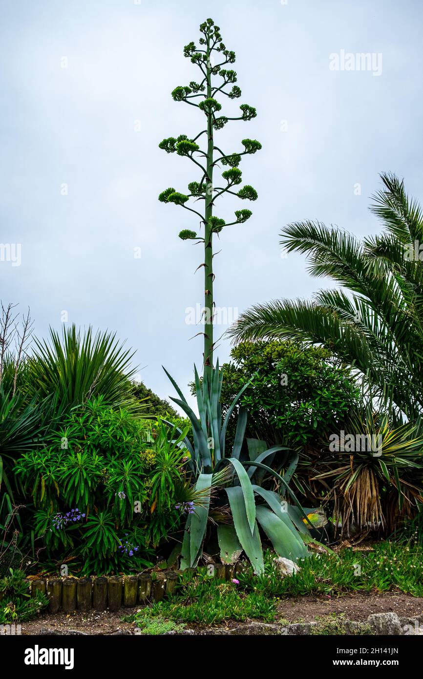 La tige de floraison d'une agave américaine, également connue comme aloès de floraison, sur le front de mer d'Eastbourne. Banque D'Images