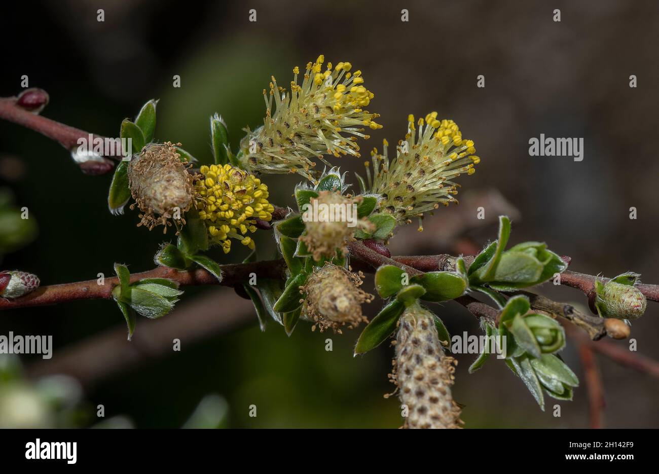 Saule rampant, Salix repens, avec des fleurs mâles au printemps; dune mou, pays de Galles. Banque D'Images