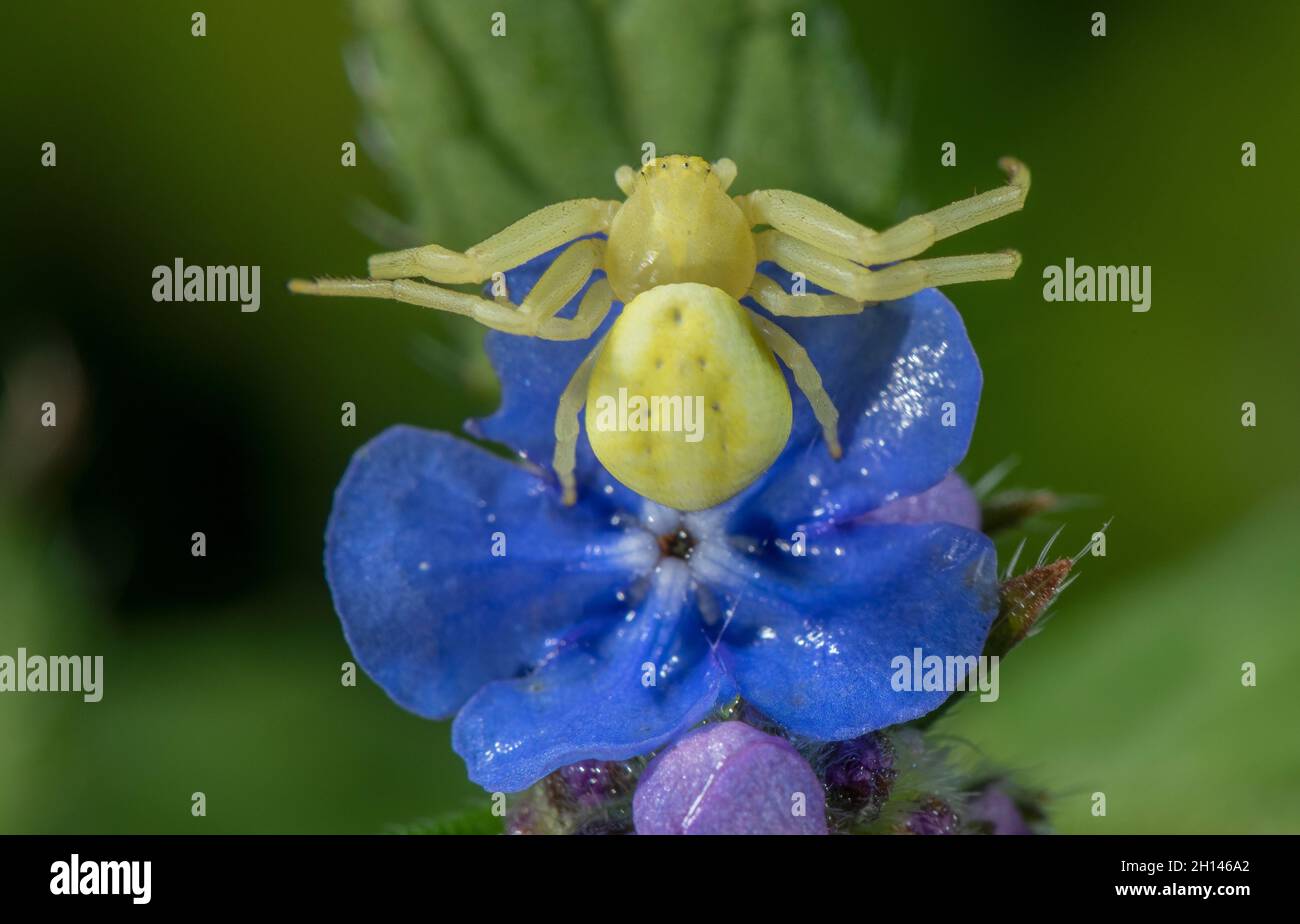 Araignée de crabe femelle, Misumena vatia, attendant sur la fleur pour la proie. Banque D'Images