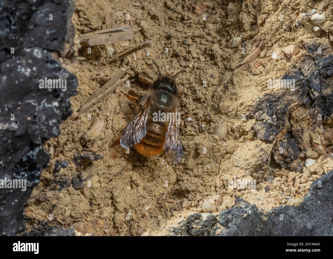 Red Mason Bee, Osmia bicornis, près de son nid au printemps. Banque D'Images