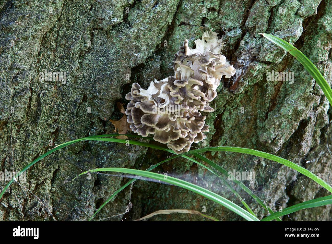 Champignons - Hen des bois (Grifola frondosa) Banque D'Images
