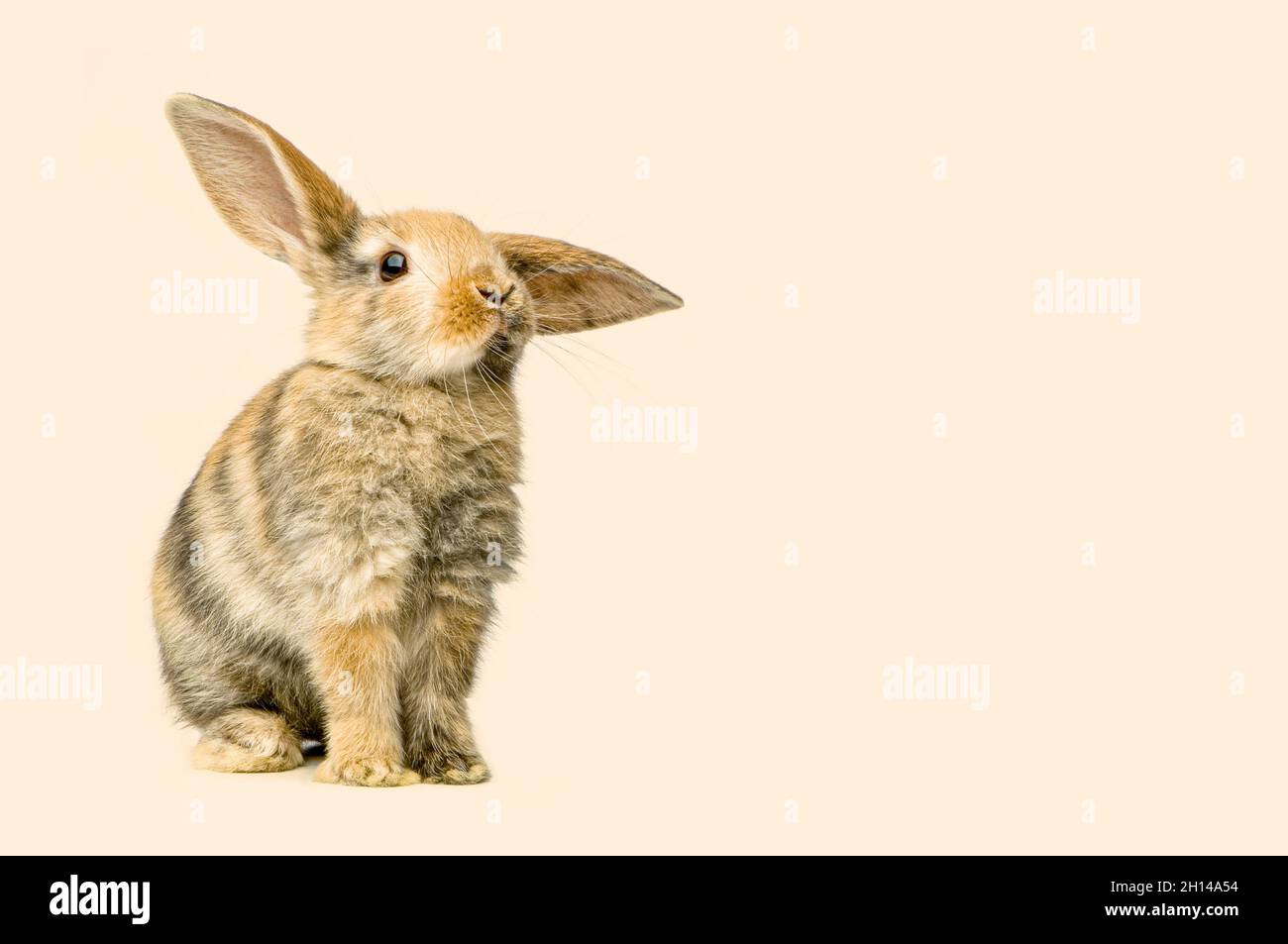 Lapin regardant l'appareil photo devant un fond pastel Banque D'Images