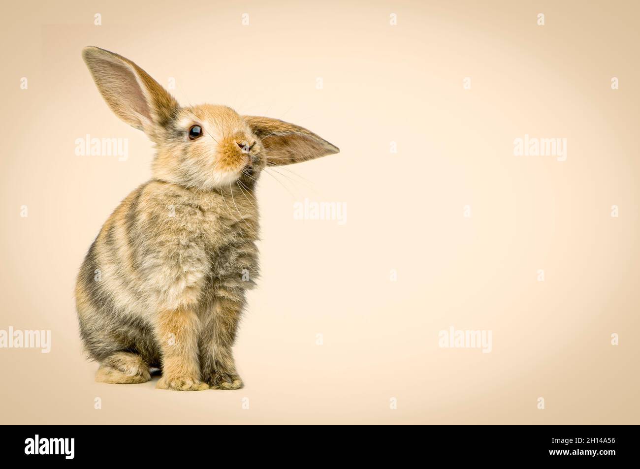 Lapin regardant l'appareil photo devant un fond pastel Banque D'Images