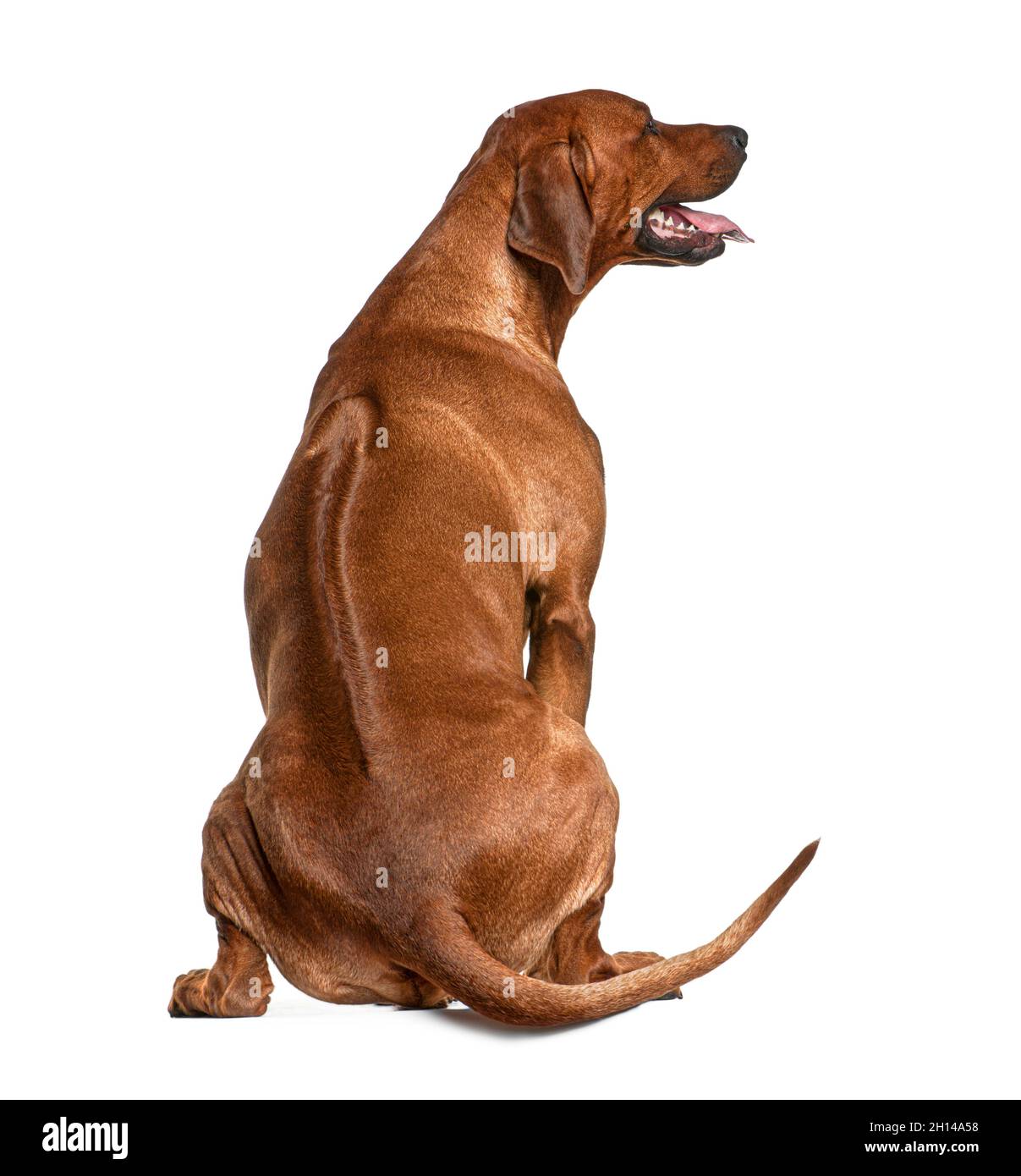 Vue arrière du Rhodesian Ridgeback, 2 ans, in front of white background Banque D'Images