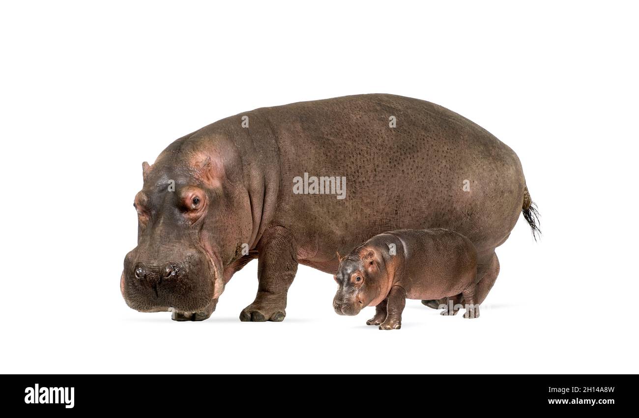 Mère et bébé Hippopotamus ensemble, isolé sur blanc Banque D'Images