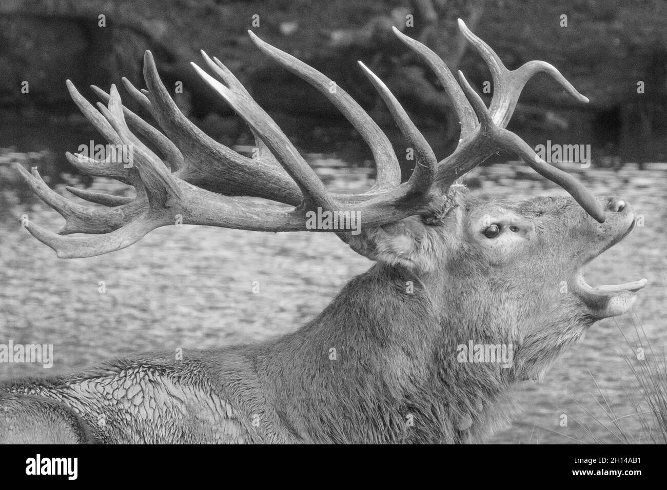 Red Stag Deer anglais présentant des bois, aboyant, hurlant et appelant, en ornières, en saison de reproduction. Woburn, Angleterre. Banque D'Images