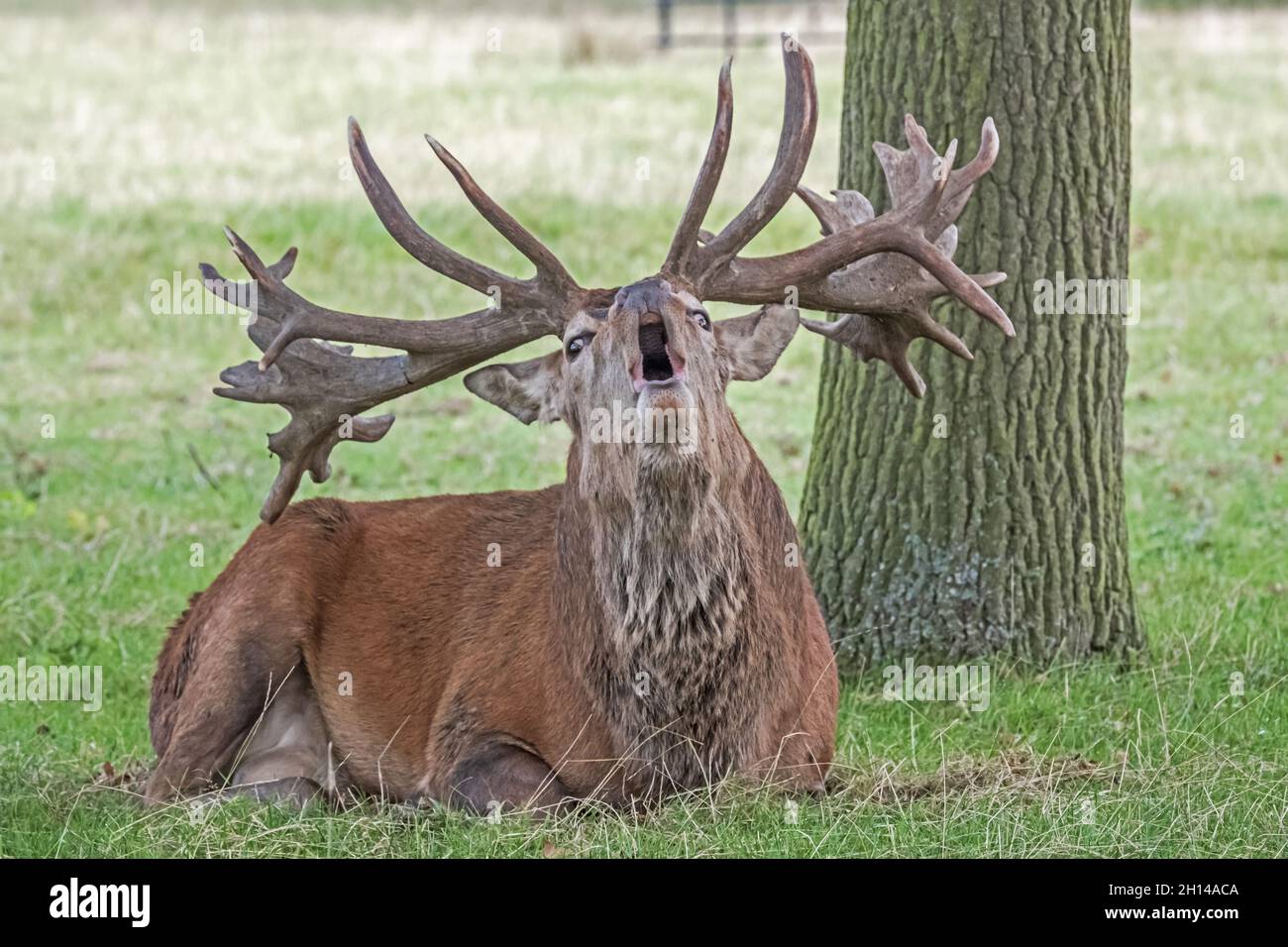 Red Stag Deer anglais présentant des bois, aboyant, hurlant et appelant, en ornières, en saison de reproduction. Woburn, Angleterre. Banque D'Images
