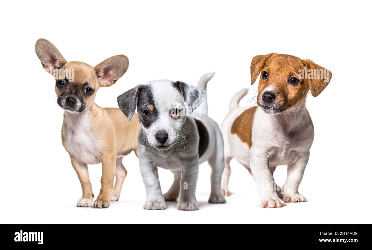 Groupe de chiots, chiens, térier Jack russel et chihuahua debout en rangée, isolés sur blanc Banque D'Images