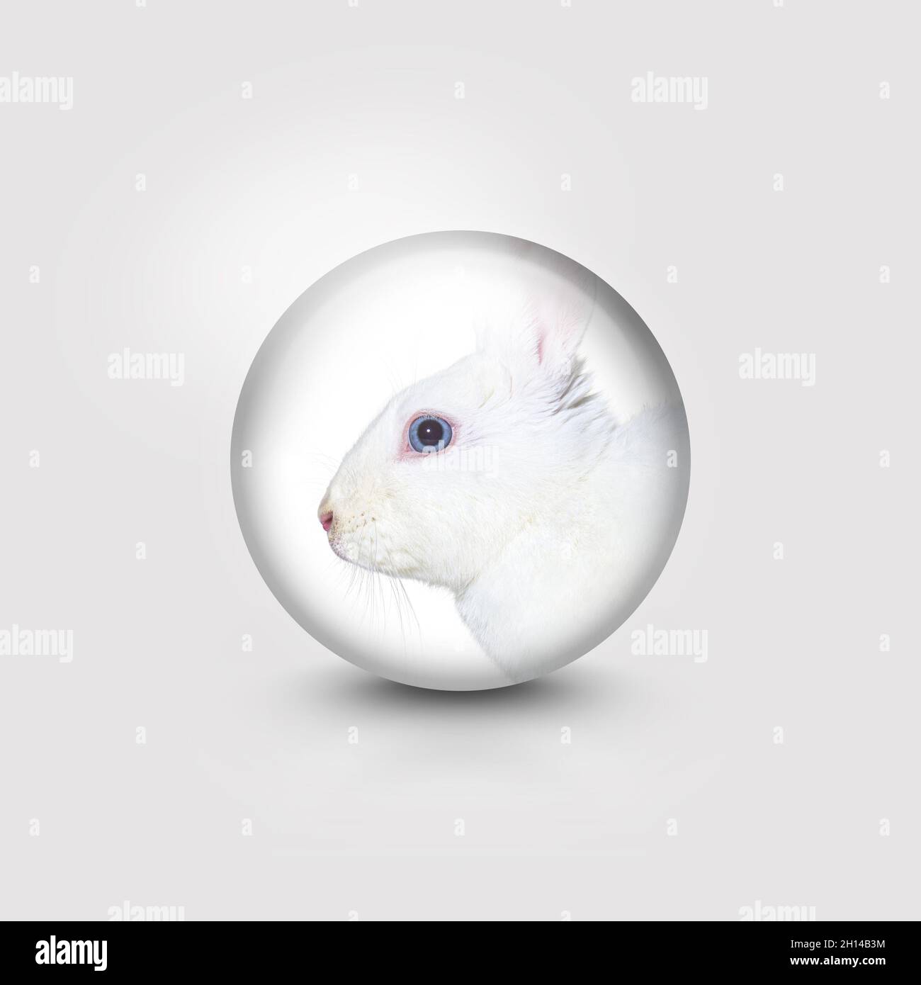 Vue de tête d'un lapin blanc, yeux bleus, dans un cercle Banque D'Images