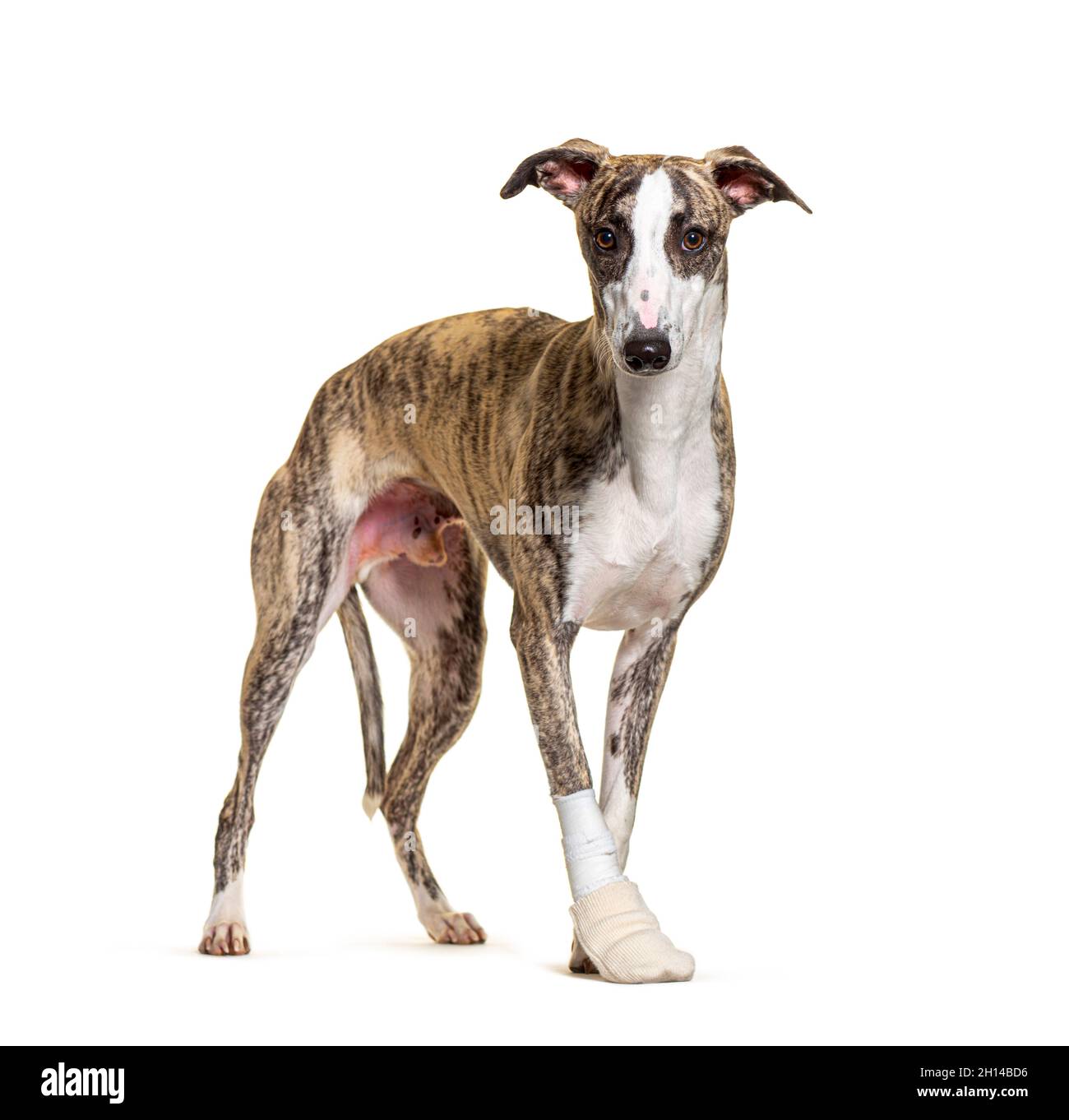 chien de race blessée assis, paw bandée, isolé sur blanc Banque D'Images
