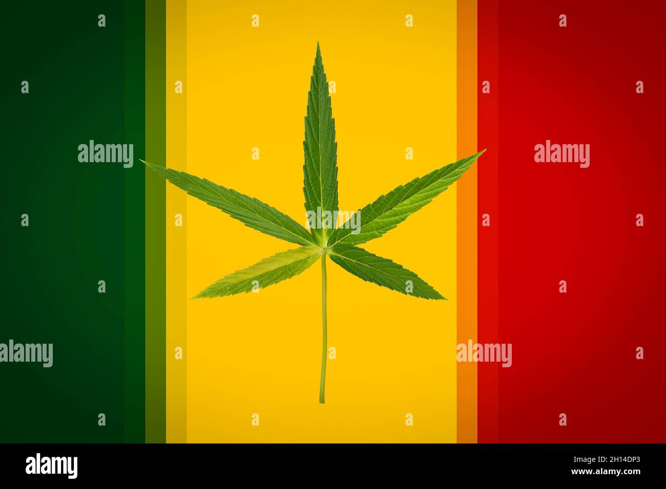 Feuilles de cannabis vert isolées sur couleur vert, jaune rouge.Culture de marijuana médicale Banque D'Images