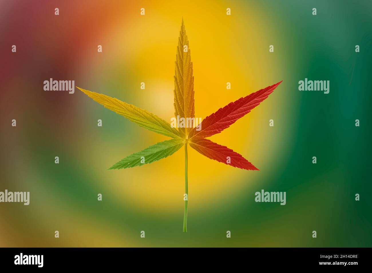 Feuilles de cannabis vert isolées sur couleur vert, jaune rouge.Culture de marijuana médicale Banque D'Images