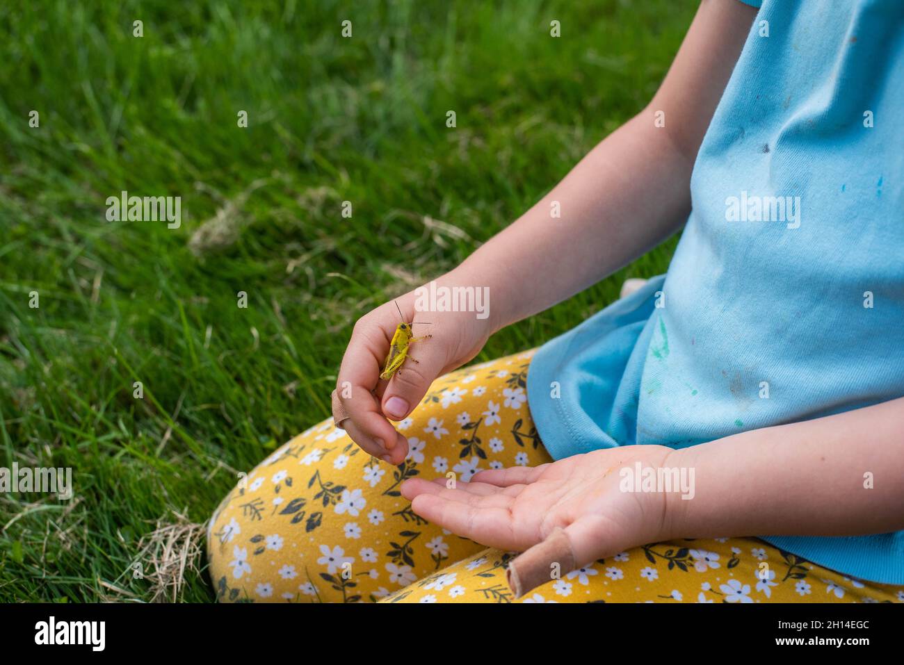 Une jeune fille tient une sauterelle un jour d'été Banque D'Images